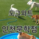 도도그 | 인천 도그와트 인천문학점 후기