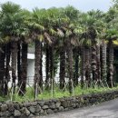 약촌삼계탕 | 약촌삼계탕 (초복,중복,말복)