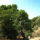 도순리 녹나무 자생지(천연기념물 제162호) 이미지