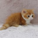 강남고양이분양 러브앤캣 이미지