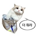 엄마손맛김치