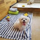 해피펫클럽
