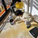 멍멍대학 이미지