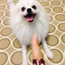 시온동물병원 이미지