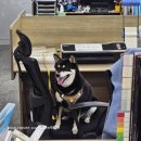 (주)아이워너비 | [일상] 휴가와 귀여운친구들, 먹기가 가득한 8월의 사회복지사 일상