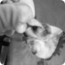 베스트 종합 동물병원 이미지