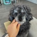 뽀삐애견샵 이미지