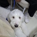 동물병원 이야기 이미지