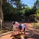 박선생 도그살롱 | 인근 동물원 벳푸 아프리칸 사파리, 가격과 예약, 렌터카 투어, 캥거루와 도그살롱, 말 먹이주기 체험 후기