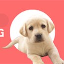 포인트독 이미지