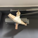 Happiness puppy 이미지