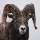 강릉흑염소 이미지