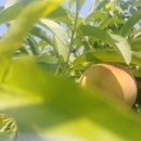 요한농장 이미지