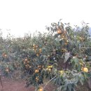 봉곡농장 이미지