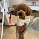 딸기펫살롱 이미지