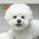 펫조아강아지조아