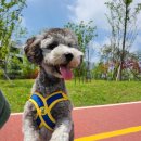 바르다펫 이미지