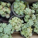 하늘꽃마을 이미지