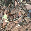 능이 최상급(털없고 단단함) 이미지