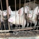 고령농장(2) 이미지