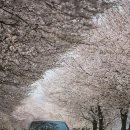 십리벚꽃길 이미지