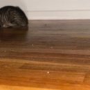 슬기로운 집사생활 이미지