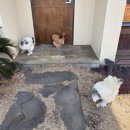 판판포포 이미지