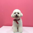 댕댕이 커트방 이미지