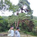 하늘빛소나무펜션 이미지