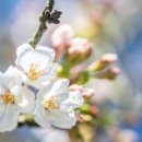 벚꽃공인중개사사무소 이미지