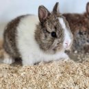 펫엔글라이더 이미지