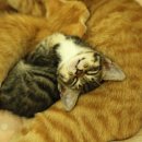 행복한고양이 이미지