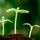 봄에새싹 이미지