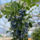 오성농장2 이미지