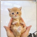 로얄펫동물병원 이미지