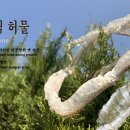 🐍 누룩뱀 허물(Elaphe dione) ✨ 성장 과정에서 벗어던진 반투명한 옛 피부(각질층) 이미지
