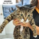 해남동물병원 이미지