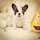 프라임킴 프렌치 불독 | [프렌치불독] 분양을 두마리를 같이 하면? /분양후기.