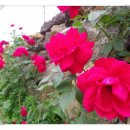 제명이 농장 이미지