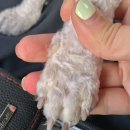 화양견화 이미지