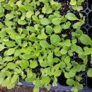 영장농장 이미지