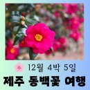 산내들김밥 | [제주여행] 12월 4박 5일 동백꽃 보러 떠난 제주 감성 여행 총정리