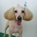 세인트동물병원 이미지