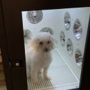 멍슈슈(Mungchouchou) 이미지