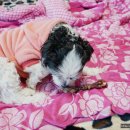 예삐네 착한 수제간식 이미지