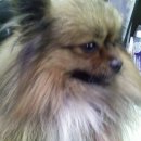 비비펫동물병원 이미지