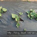 인영농장 이미지