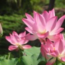 연꽃어린이공원 이미지