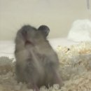 달펫 소동물샵 이미지