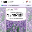 잉글리쉬 라벤다 씨앗 뿌리기 간단 후기